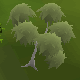 Eucalyptus Tree