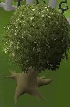 Magic Tree 