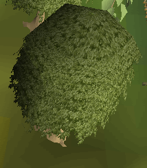 Mahogany Tree