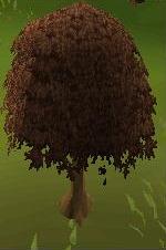 Maple Tree