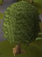 Oak Tree