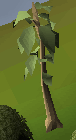 Teak Tree