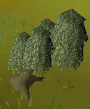 Willow Tree