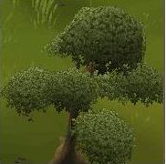 Yew Tree